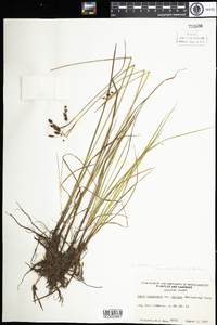 Carex magellanica image