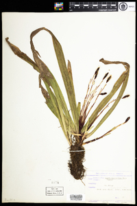 Carex plantaginea image