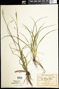 Carex debilis var. rudgei image