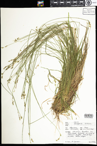 Carex deweyana image