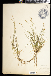 Carex disperma image