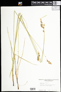 Carex foenea image