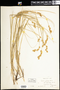 Carex foenea image