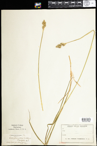 Carex foenea image