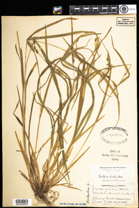 Carex grisea image