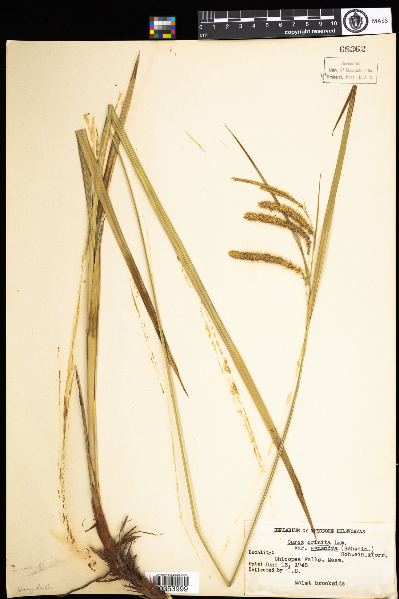 Carex gynandra image