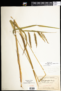 Carex gynandra image