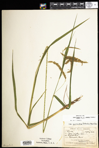 Carex gynandra image