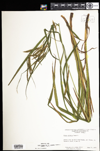 Carex gynandra image