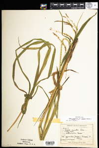 Carex gynandra image