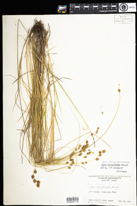 Carex hormathodes image