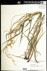 Carex intumescens image