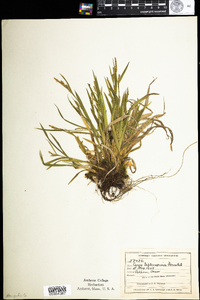 Carex leptonervia image