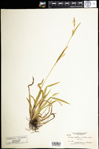 Carex leptonervia image