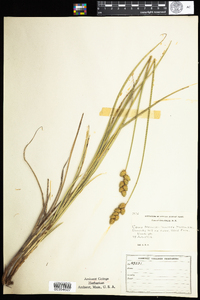 Carex merritt-fernaldii image