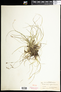 Carex novae-angliae image