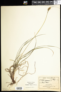 Carex pallescens image