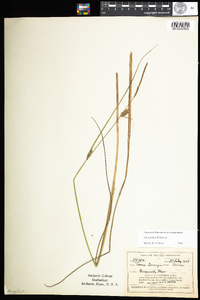 Carex pellita image