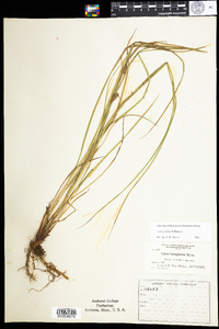 Carex pellita image