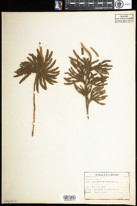 Lycopodium obscurum image