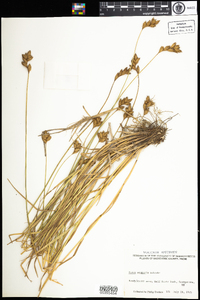 Carex scoparia image