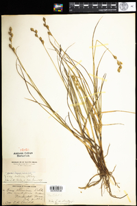 Carex silicea image