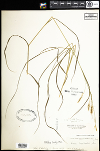 Carex sprengelii image