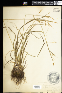 Carex sprengelii image