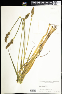 Carex stipata image