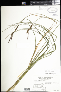 Carex stricta image