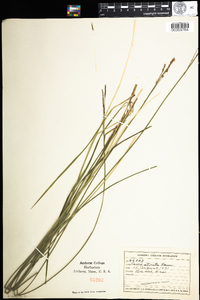 Carex stricta image