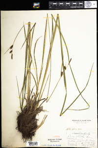 Carex stricta image