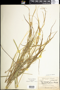 Carex vesicaria var. monile image