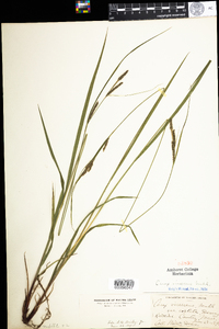 Carex virescens image