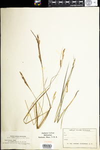 Carex virescens image