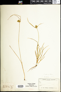 Carex viridula image