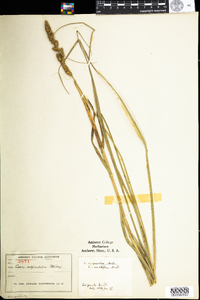 Carex vulpinoidea image