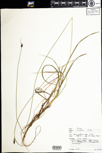 Carex norvegica ssp. inferalpina image