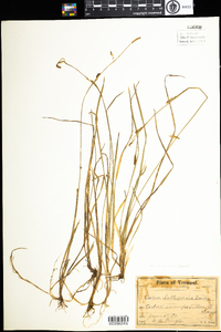 Carex vaginata image