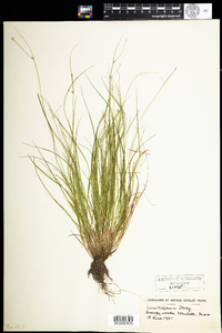 Carex trisperma image