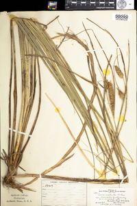 Carex utriculata image