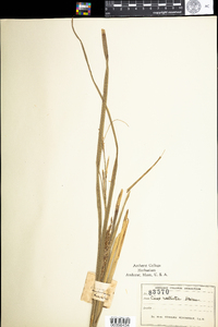 Carex utriculata image