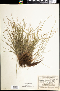 Cyperus lupulinus image