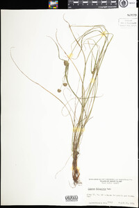 Cyperus lupulinus subsp. macilentus image