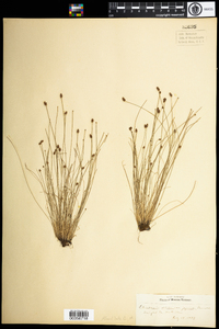 Eleocharis obtusa image