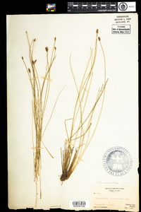 Eleocharis rostellata image