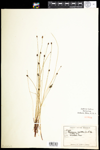 Eleocharis tenuis var. pseudoptera image