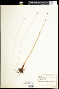 Eleocharis tenuis var. pseudoptera image
