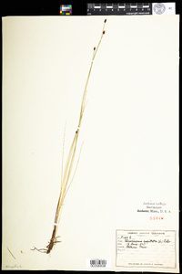 Eleocharis tenuis var. pseudoptera image