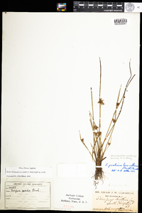 Schoenoplectus smithii var. smithii image